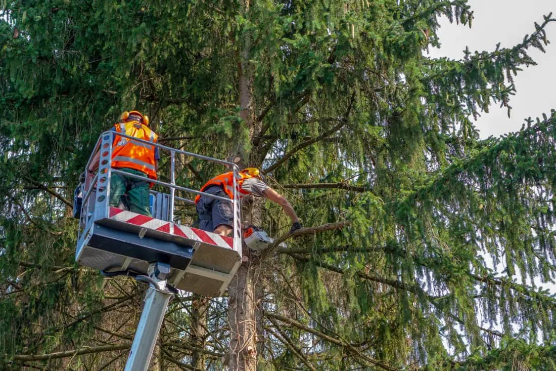 Greenville Arbor Co. tree care crew working in Greenville — photo 1