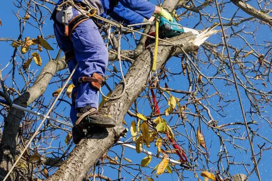 Arborist Services by Greenville Arbor Co. in Greenville