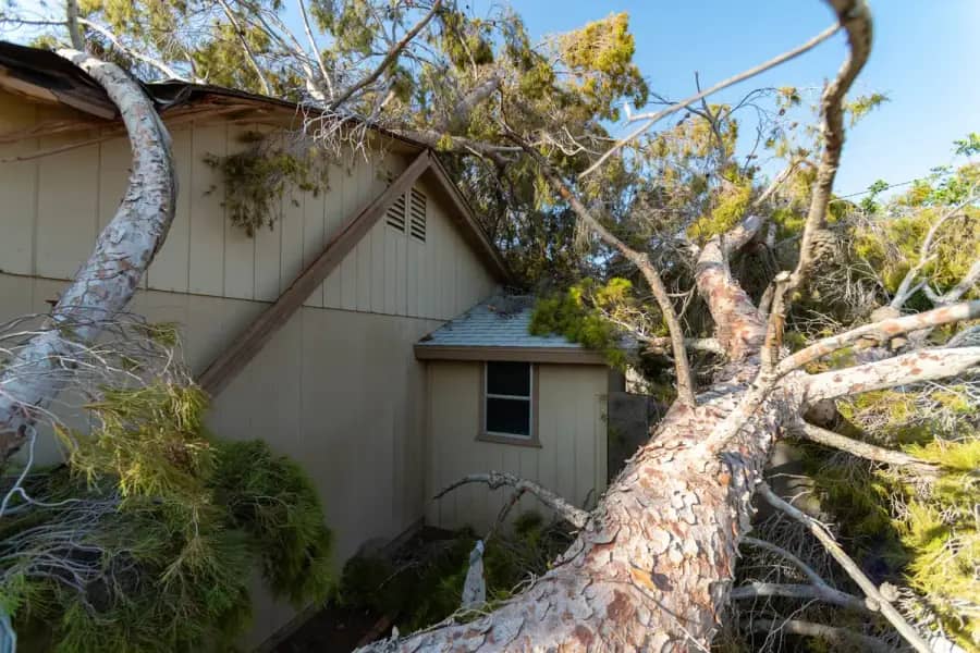 Emergency Tree Service by Greenville Arbor Co. in Greenville