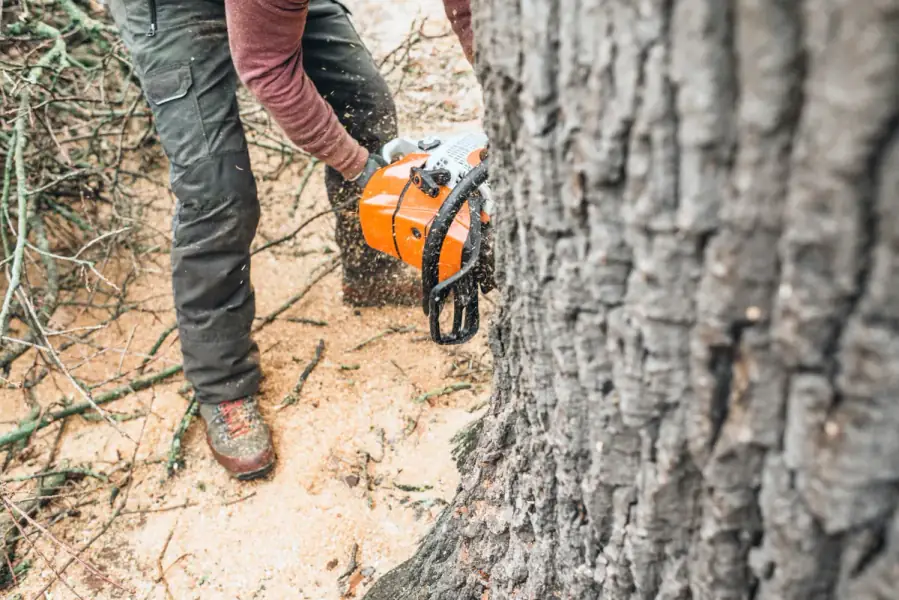Tree Removal by Greenville Arbor Co. in Greenville