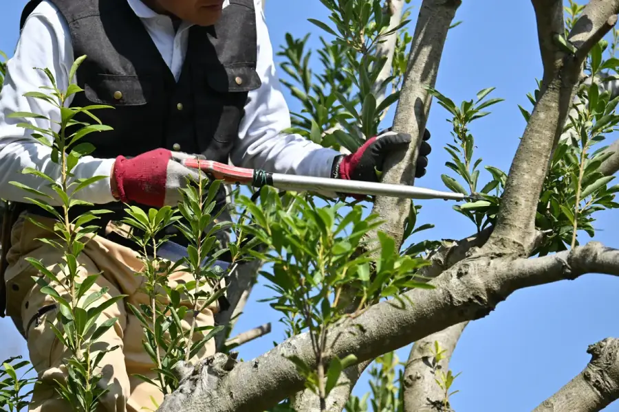 Tree Trimming by Greenville Arbor Co. in Greenville