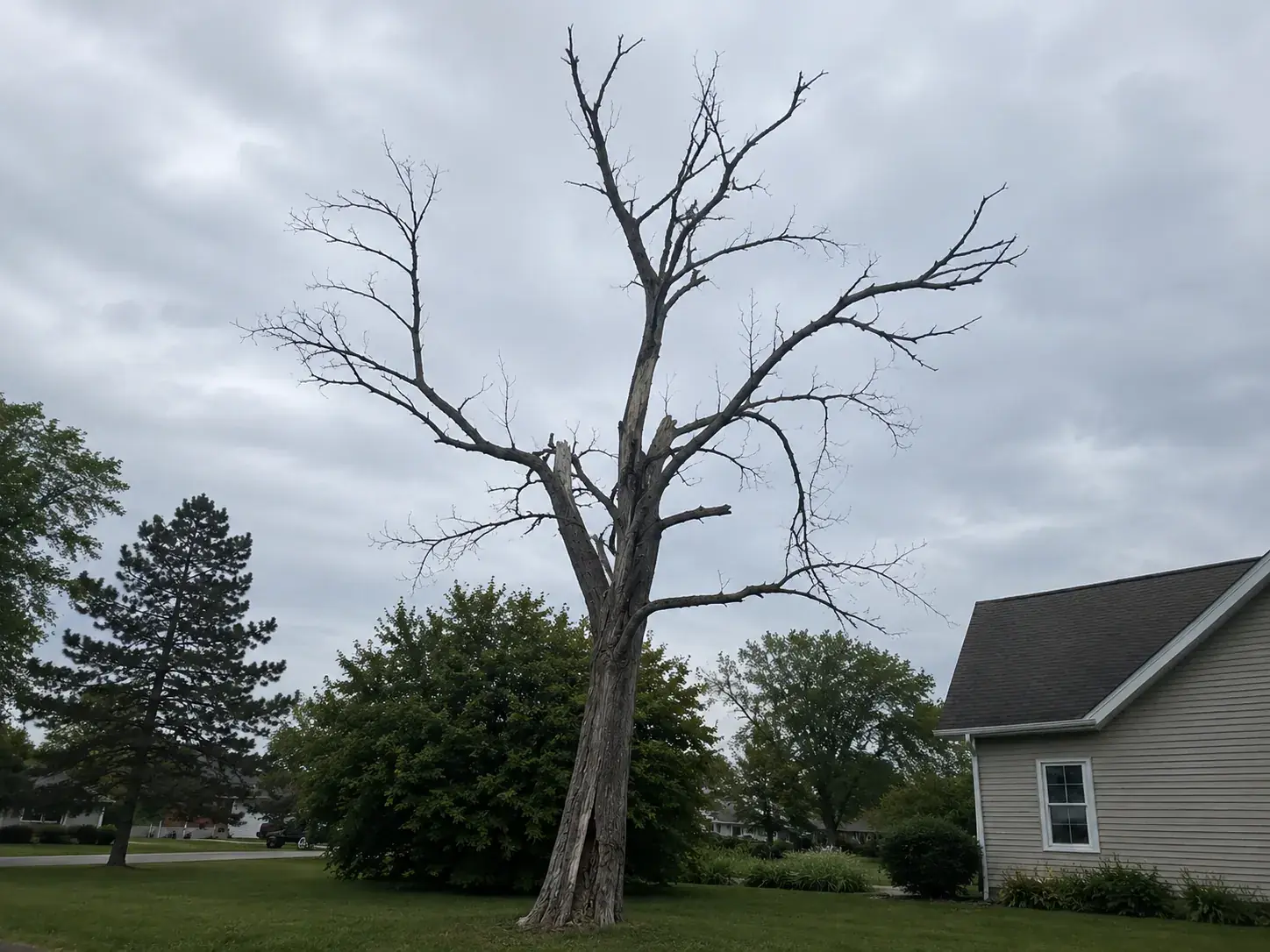 Greenville yard tree with a split union and thinning upper canopy
